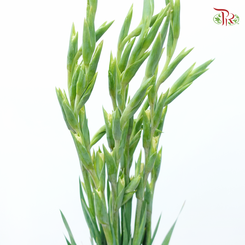 Gladiolus - Light Yellowish Cream (10 Stems)-Light Yellow-Vietnam-prflorist.com.my