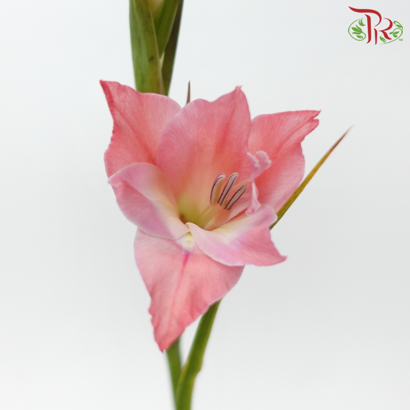 Gladiolus Mini - Coral Pink (10 Stems)-Pink-Netherland-prflorist.com.my
