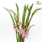 Gladiolus Mini - Light Pink (10 Stems)-Pink-Netherland-prflorist.com.my