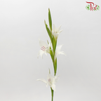 Gladiolus Mini - White (10 Stems)-White-Netherland-prflorist.com.my