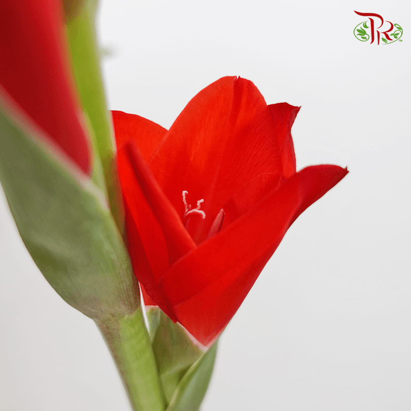 Gladiolus Orange Red (10 Stems)-Red-Vietnam-prflorist.com.my