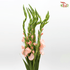 Gladiolus - Peach (9-10 Stems)-China-prflorist.com.my