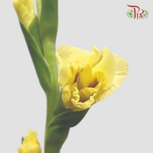 Gladiolus - Yellow (9- 10 Stems)-Yellow-Malaysia-prflorist.com.my