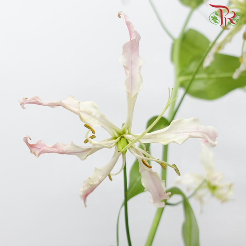 Gloriosa - Tone Light Pink (2 Stems)-Pink-Japan-prflorist.com.my