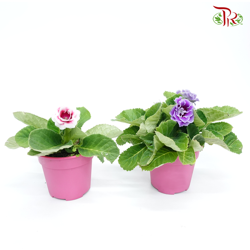 Gloxinia 《大岩桐》-Pudu Ria Florist-prflorist.com.my
