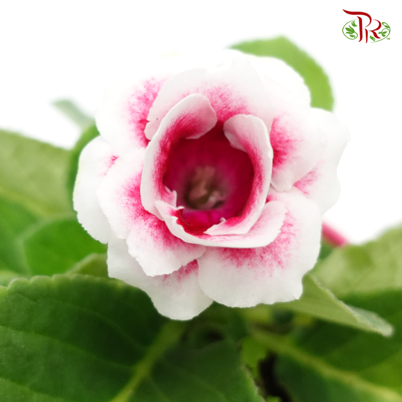 Gloxinia 《大岩桐》-Pudu Ria Florist-prflorist.com.my