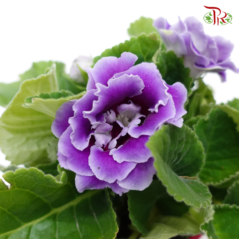 Gloxinia 《大岩桐》-Pudu Ria Florist-prflorist.com.my