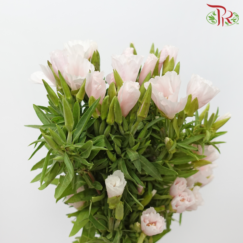 Godetia Amoena - Light Pink (Per Bunch)-Light Pink-China-prflorist.com.my