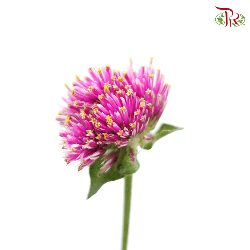 Gomphrena - New Purple (Per Bunch)-Purple-China-prflorist.com.my