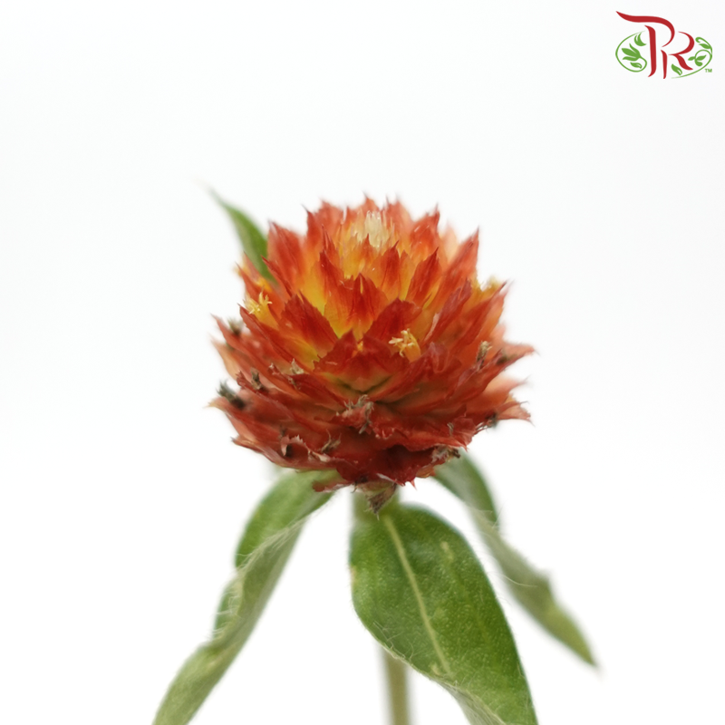 Gomphrena - Orange (Per Bunch)-Orange-China-prflorist.com.my