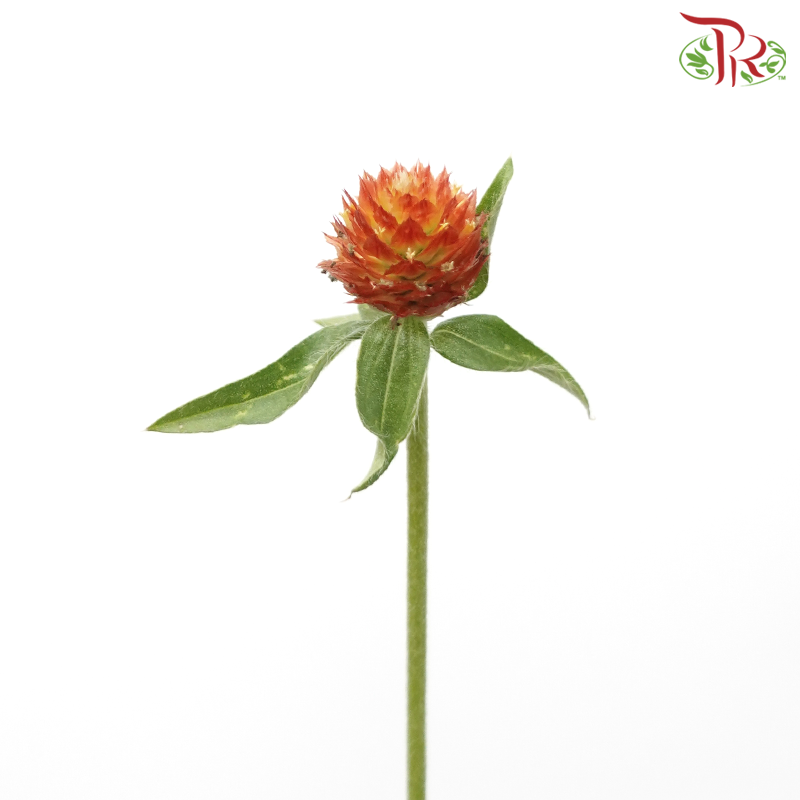 Gomphrena - Orange (Per Bunch)-Orange-China-prflorist.com.my