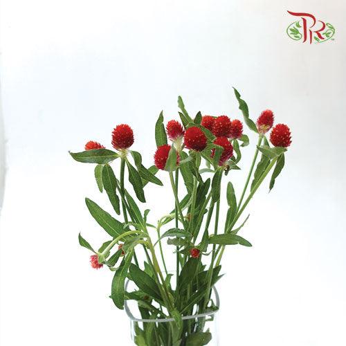 Gomphrena Strawberry - (Per Bunch) ***Small-Red-China-prflorist.com.my