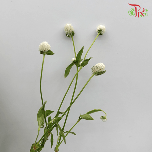 Gomphrena - White (10 Stems)-Import-prflorist.com.my