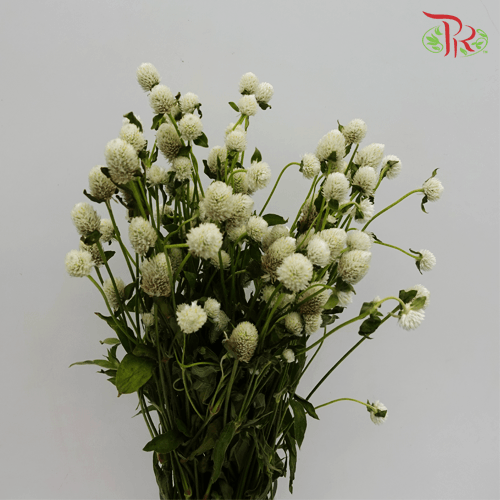 Gomphrena - White (10 Stems)-Import-prflorist.com.my