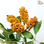 Goose Web Flower - (Per Bunch)-China-prflorist.com.my