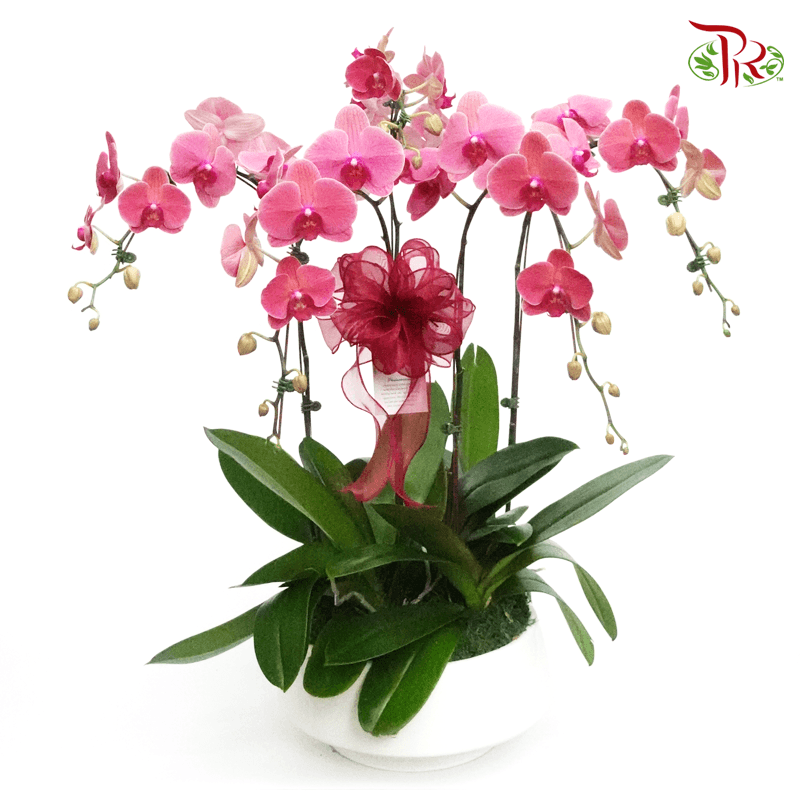 Grand Wish Gift- Orchid Phalaenopsis Arrangement-Pudu Ria Florist-prflorist.com.my
