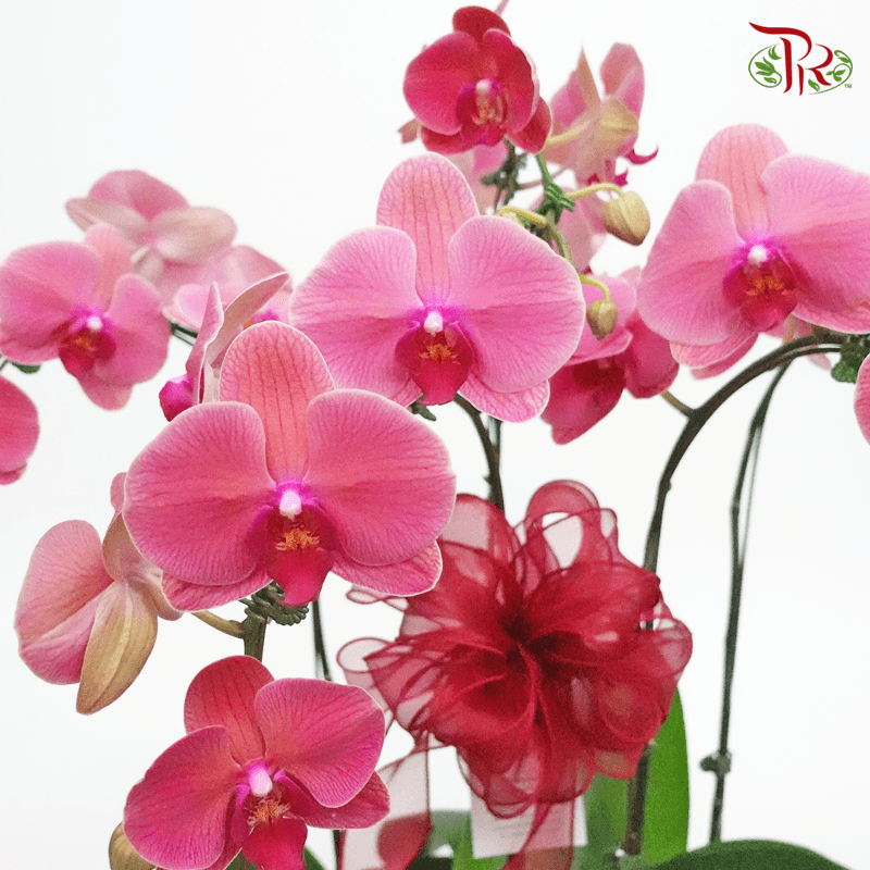 Grand Wish Gift- Orchid Phalaenopsis Arrangement-Pudu Ria Florist-prflorist.com.my