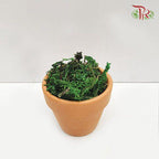 Green Moss Dried