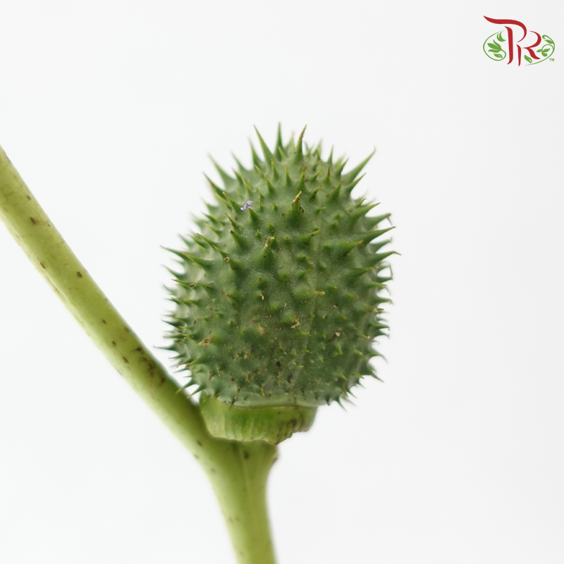 Green Walnut - (Per Bunch)-Green-China-prflorist.com.my