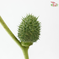 Green Walnut - (Per Bunch)-Green-China-prflorist.com.my
