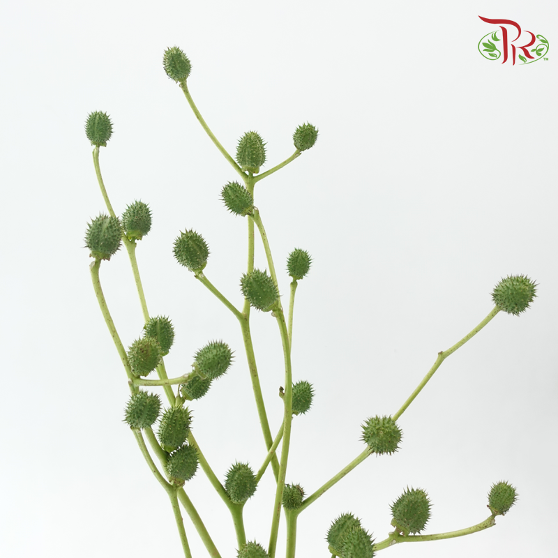 Green Walnut - (Per Bunch)-Green-China-prflorist.com.my