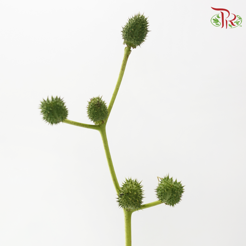 Green Walnut - (Per Bunch)-Green-China-prflorist.com.my