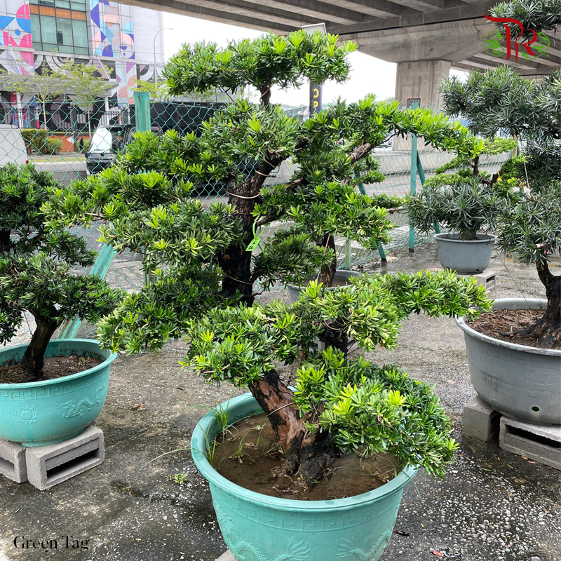Podocarpus (菊花心/金钻/台湾/日本）Green Tag (HE)