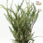 Grevillea - (10 Stems)-Green-Africa-prflorist.com.my