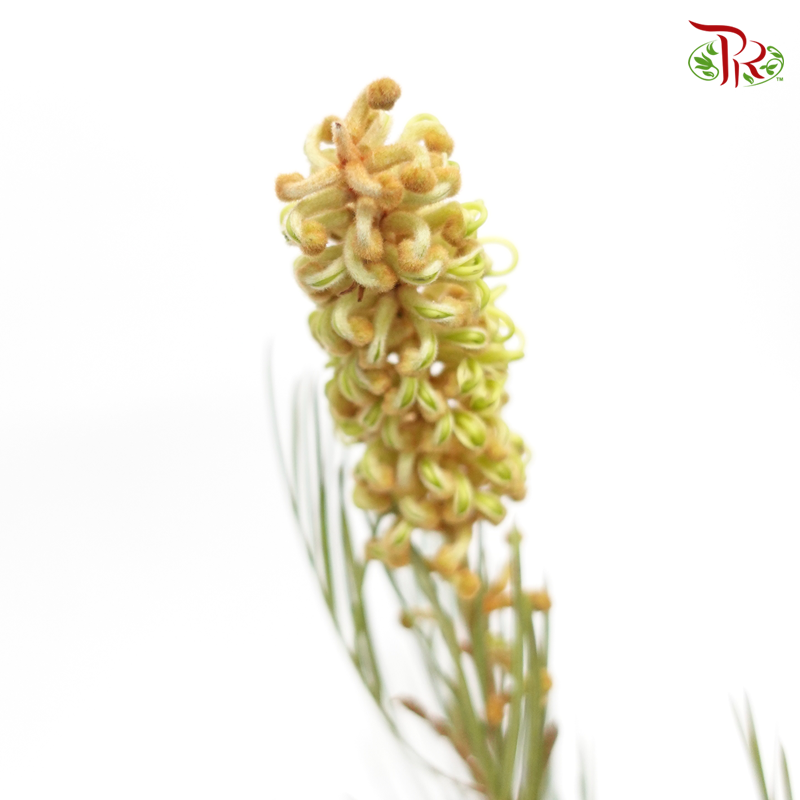 Grevillea - (Per Bunch)-Yellow-Africa-prflorist.com.my