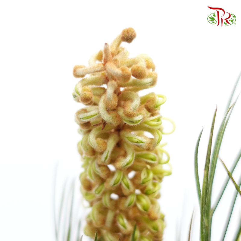 Grevillea - (Per Bunch)-Yellow-Africa-prflorist.com.my