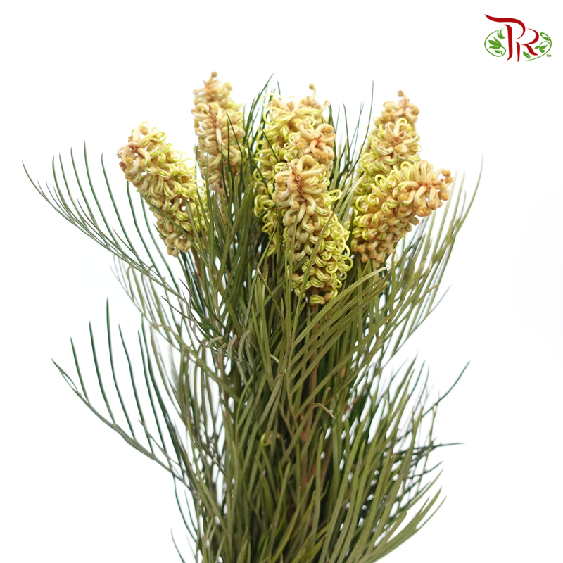 Grevillea - (Per Bunch)-Yellow-Africa-prflorist.com.my