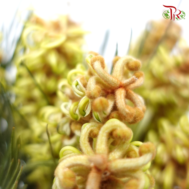Grevillea - (Per Bunch)-Yellow-Africa-prflorist.com.my