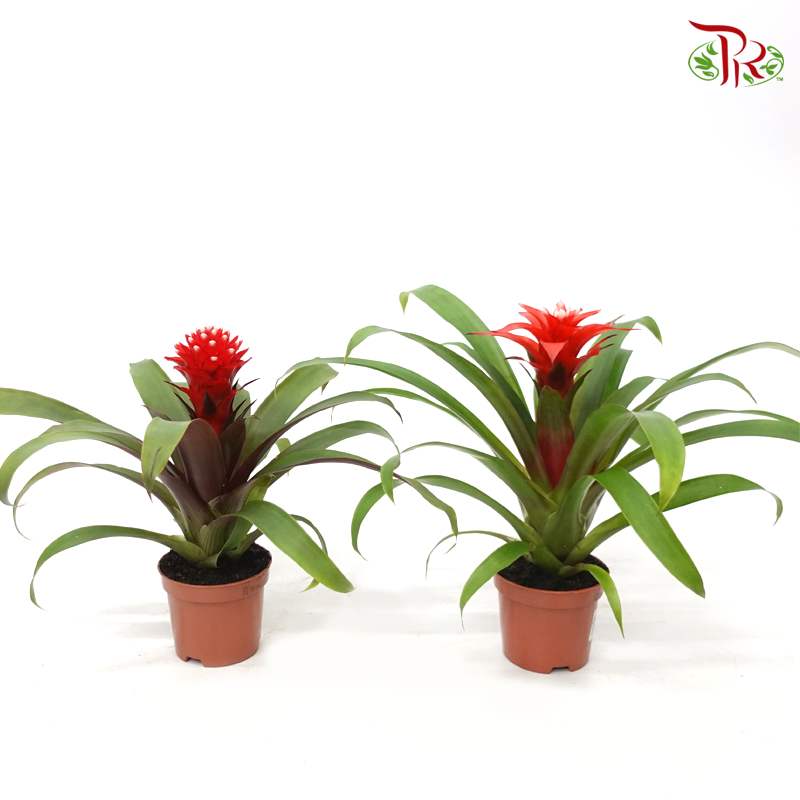 Guzmania Mix《星花凤梨花》