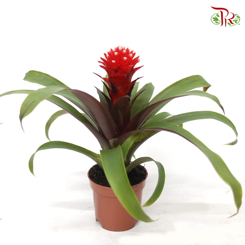 Guzmania Mix《星花凤梨花》
