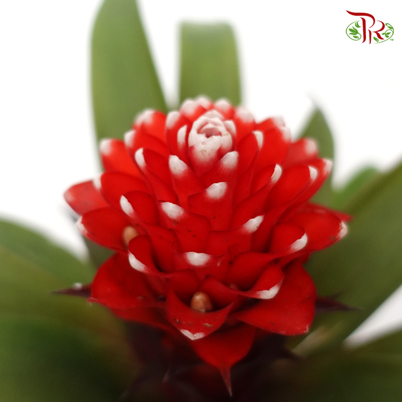 Guzmania Mix《星花凤梨花》
