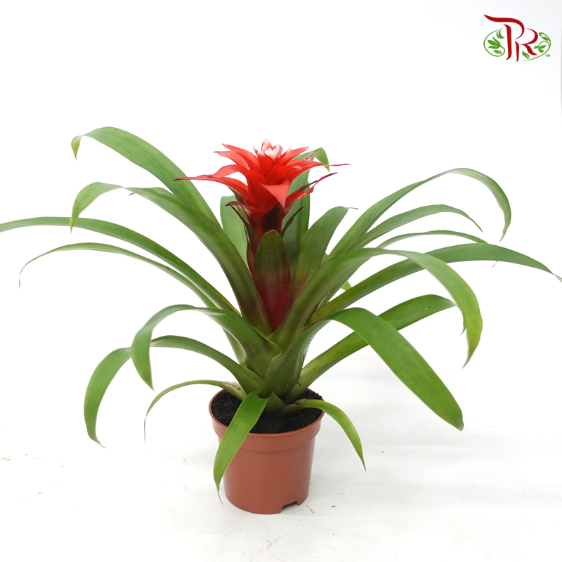 Guzmania Mix《星花凤梨花》