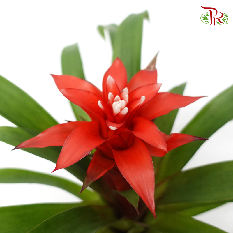 Guzmania Mix《星花凤梨花》