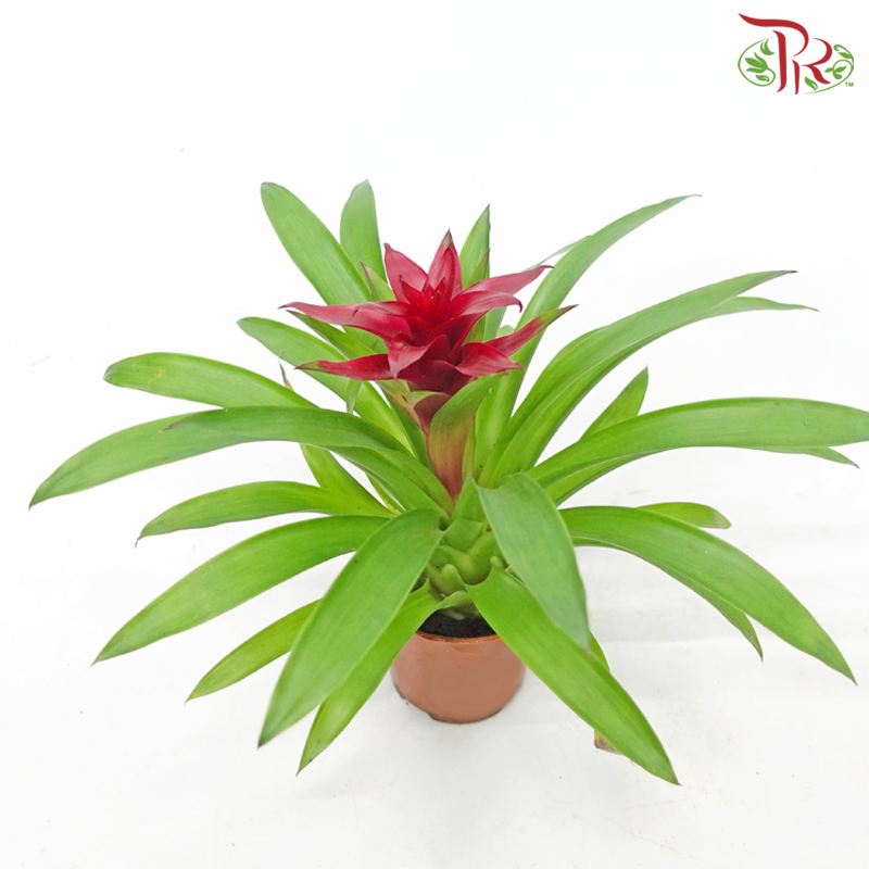 Guzmania P90 《星花凤梨花》