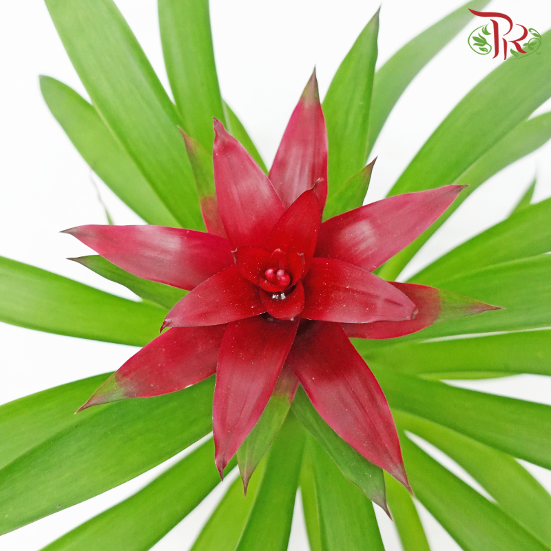 Guzmania P90 《星花凤梨花》