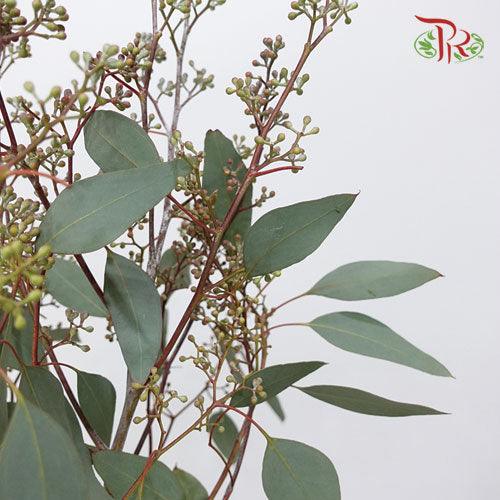 Eucalyptus Populus Berry - (100g-200g) - Pudu Ria Florist