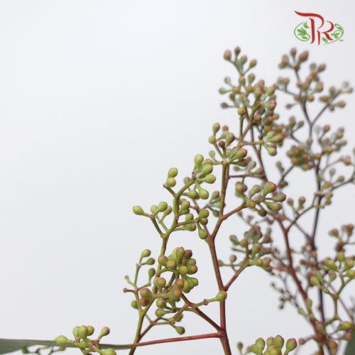 Eucalyptus Populus Berry - (100g-200g) - Pudu Ria Florist