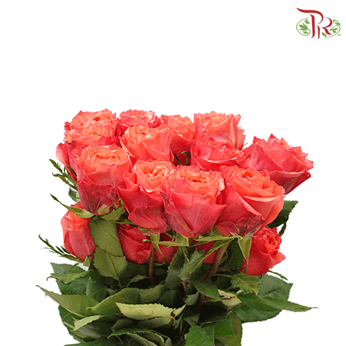 Ceres Rose - Constanza / Hard Rock (25 stems) - Pudu Ria Florist