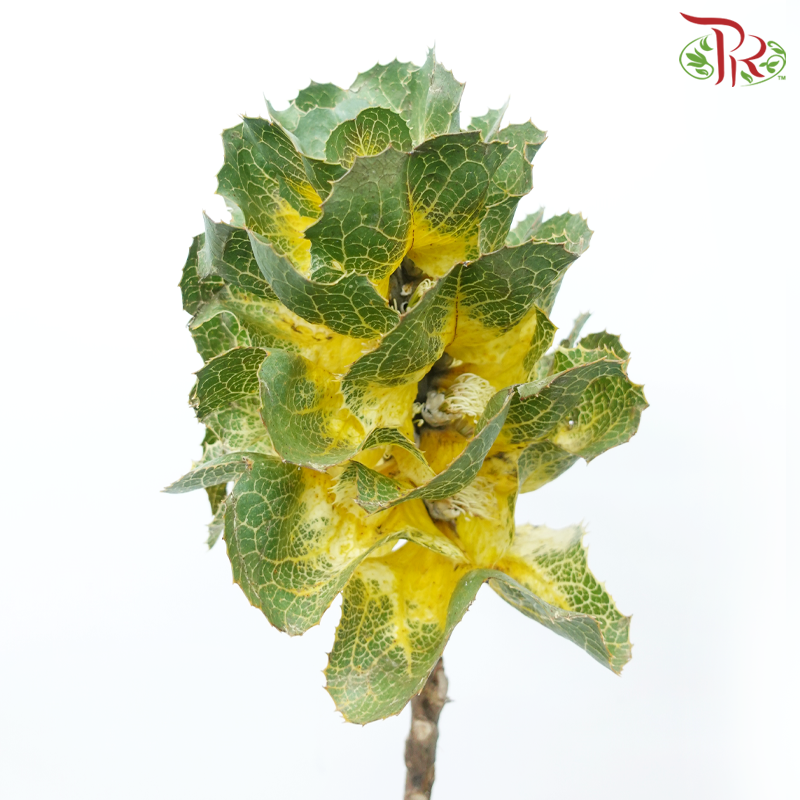 Hakae Victorae - (Per Stem)-Africa-prflorist.com.my