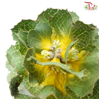 Hakae Victorae - (Per Stem)-Africa-prflorist.com.my
