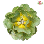 Hakae Victorae - (Per Stem)-Africa-prflorist.com.my