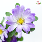 Hana - Double Tone Violet & White (Per Bunch)-Double Tone Violet & White-China-prflorist.com.my
