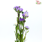 Hana - Double Tone Violet & White (Per Bunch)-Double Tone Violet & White-China-prflorist.com.my