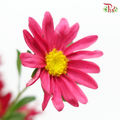 Hana - Red (Per Bunch)-Red-China-prflorist.com.my