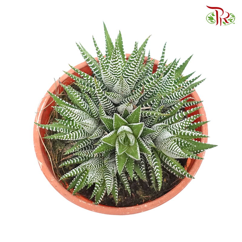 Haworthia (Zebra Plant) 《条纹十二卷》 - Pudu Ria Florist
