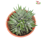 Haworthia (Zebra Plant) 《条纹十二卷》 - Pudu Ria Florist
